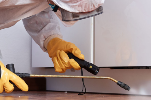 Messie Schädlingsbekämpfung Buchholz In Der Nordheide